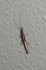 Leuctridae