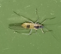 Calaphidina