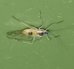 Calaphidina