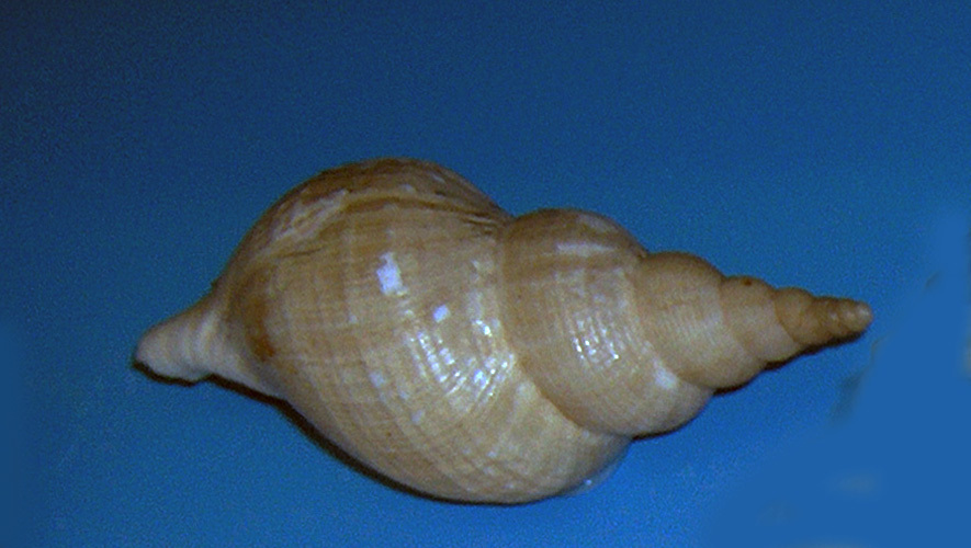 Turton's Spindle-shell