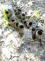 Urnula