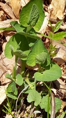 Aristolochia pallida