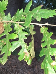 Janetia cerris
