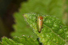 Hyalojassini