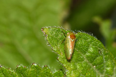 Hyalojassini