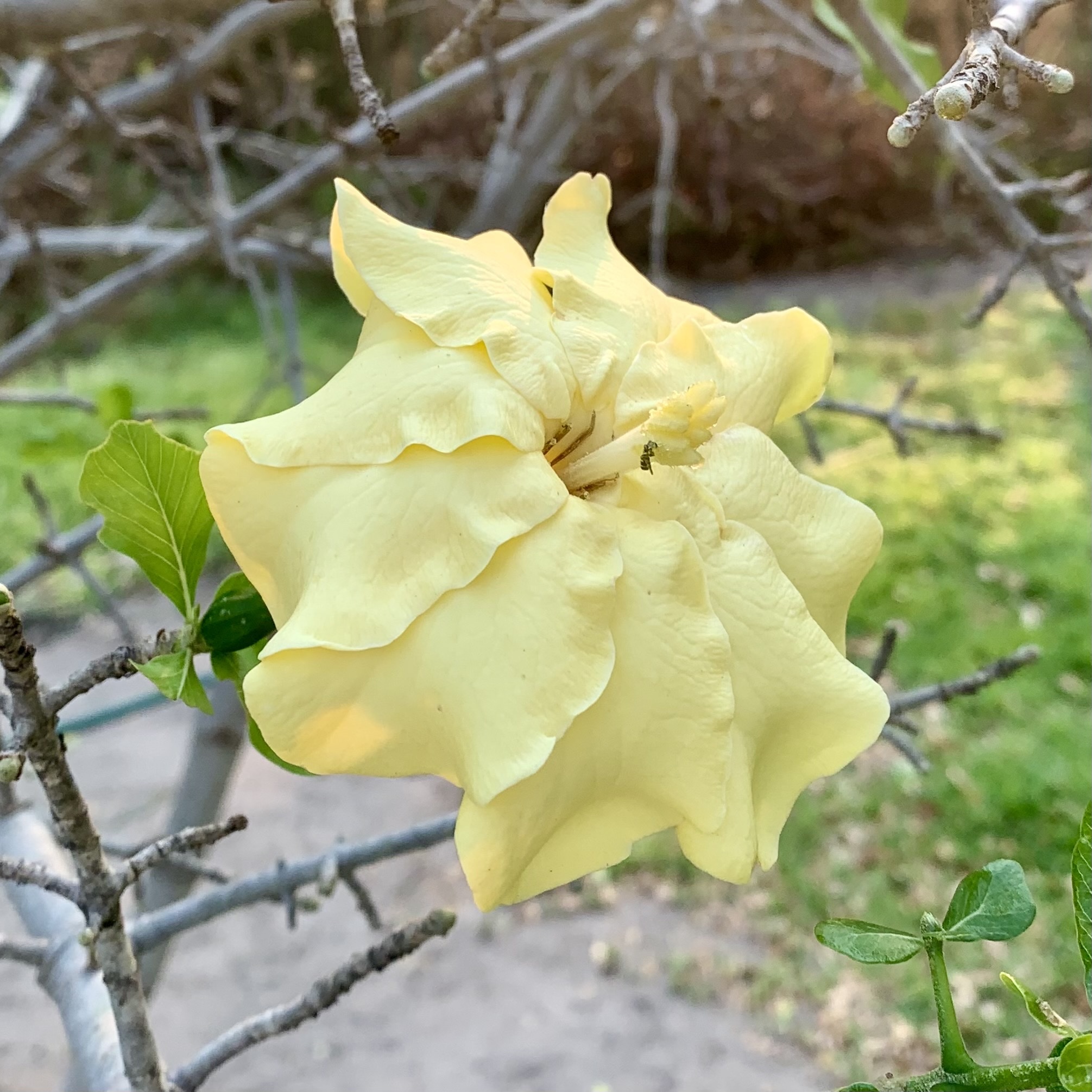 Gardenia volkensii
