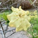 Gardenia volkensii - Photo (c) Riana Fourie, algunos derechos reservados (CC BY-NC), subido por Riana Fourie