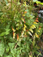 Ipomoea lobata