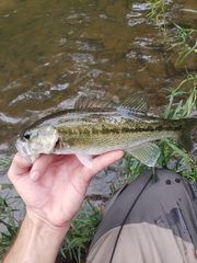 Micropterus henshalli