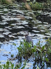 Ardea herodias herodias