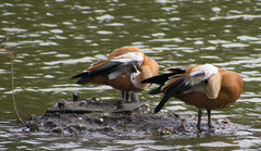 Tadorna ferruginea