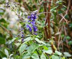 Salvia pichinchensis