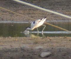 Recurvirostra avosetta