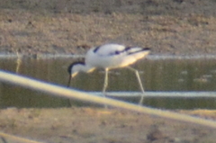 Recurvirostra avosetta