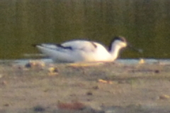 Recurvirostra avosetta