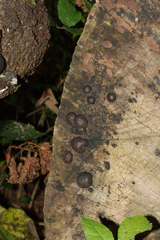 Daldinia