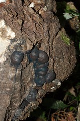 Daldinia