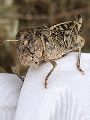 Hippiscus ocelote