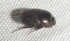 Onthophagus giuseppecarpanetoi