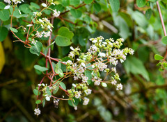 Colignonia