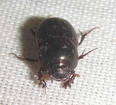 Onthophagus giuseppecarpanetoi