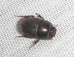 Onthophagus giuseppecarpanetoi