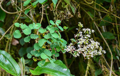 Colignonia