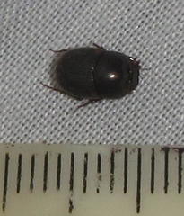 Onthophagus giuseppecarpanetoi