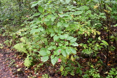 Philadelphus tenuifolius