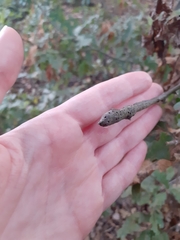 Pseudoneuroterus macropterus