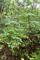 Philadelphus tenuifolius