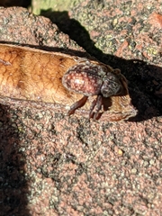 Chalcodermus collaris