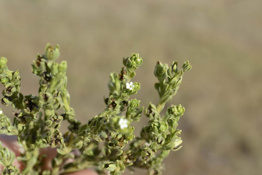 Lithospermum cinereum