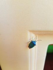 Acanthosoma haemorrhoidale