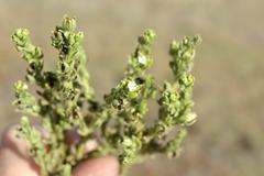 Lithospermum cinereum