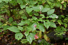 Philadelphus tenuifolius