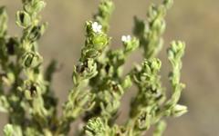 Lithospermum cinereum