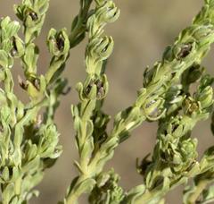 Lithospermum cinereum