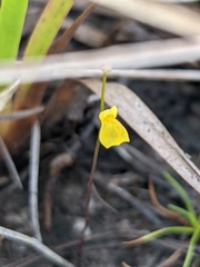 Giant bladderwort (Utricularia guyanensis)