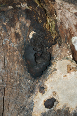 Daldinia