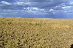 Lithospermum cinereum