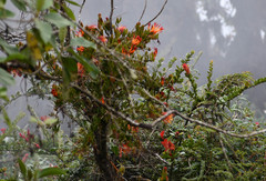 Tristerix longibracteatus