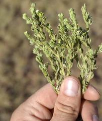 Lithospermum cinereum