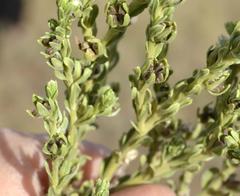 Lithospermum cinereum