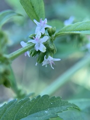 Hyptis verticillata