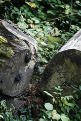 Daldinia