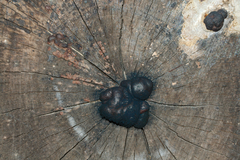Daldinia