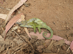 Kinyongia multituberculata