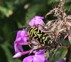 Megacyllene robiniae