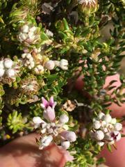 Phylica lachneaeoides